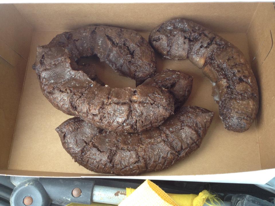 bear scat